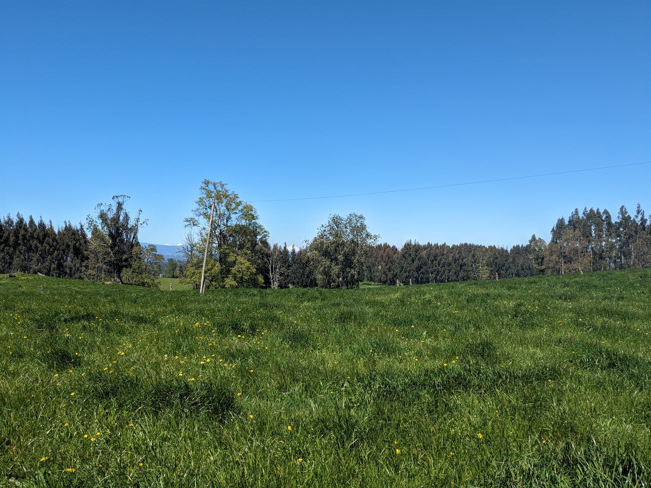 Pradera en primavera